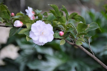 White blooms on Camellias 